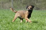 BORDER TERRIER 051